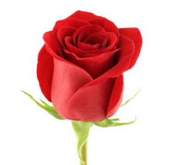  1 Роза 50 см (цвет на выбор) 