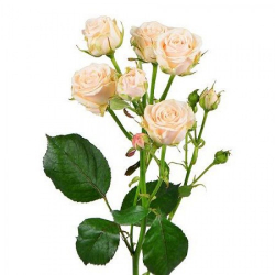 Роза кустовая (цвет на выбор)