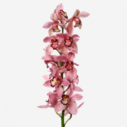 Орхидея ветка